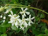 Star Jasmine Close up 